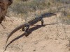 Bungarra on the move